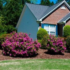 Autumn Royalty® Encore® Azalea -Nature Grove Shop Autumn Royalty Encore Azalea 5