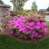 Autumn Royalty® Encore® Azalea 1 Autumn Royalty® Encore® Azalea -Nature Grove Shop Autumn Royalty Encore Azalea 600x600 FGT