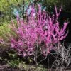 Avondale Redbud Tree -Nature Grove Shop Avodale redbud 600x600 9550c077 73be 4508 bea5 1dbcdac61e50