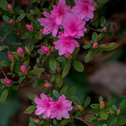 Karen Azalea Shrub -Nature Grove Shop Azalea Karen 1