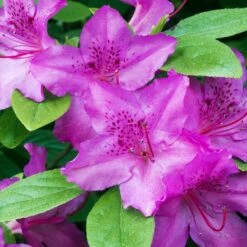 Karen Azalea Shrub -Nature Grove Shop Azalea Karen 2