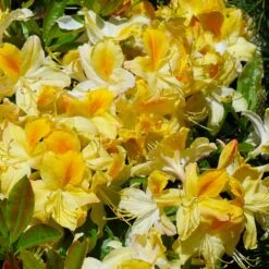 Lemon Lights Azalea Shrub -Nature Grove Shop Azalea Lemon lights 1