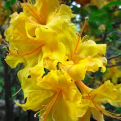 Lemon Lights Azalea Shrub -Nature Grove Shop Azalea Lemon lights 2