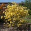 Lemon Lights Azalea Shrub 1 Lemon Lights Azalea Shrub -Nature Grove Shop Azalea Lemon lights 600x600 11de04c7 d0fc 4c69 8949 ec1fde04f612