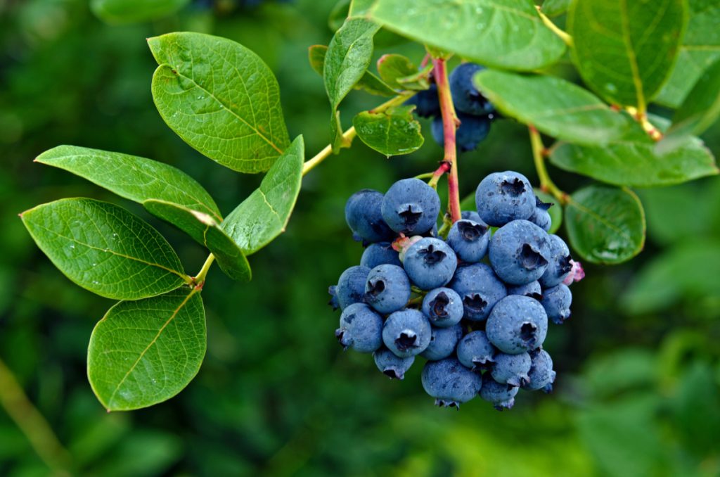 Nature Grove Shop -Nature Grove Shop BLUEBERRY 3 1024x678 1