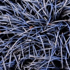 Black Mondo Grass -Nature Grove Shop BLack Mondo Grass 1 FGT