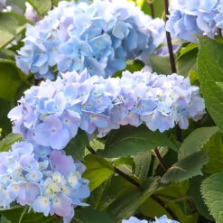 Blue Enchantress® Hydrangea 9 Blue Enchantress® Hydrangea -Nature Grove Shop BLue Enchantress Hydrangea 1 BB
