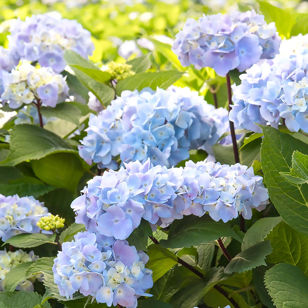 Blue Enchantress® Hydrangea 6 Blue Enchantress® Hydrangea - Image 4