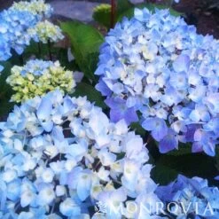 Blue Enchantress® Hydrangea 11 Blue Enchantress® Hydrangea -Nature Grove Shop BLue Enchantress Hydrangea 4 FGT
