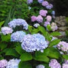 Blue Enchantress® Hydrangea -Nature Grove Shop BLue Enchantress Hydrangea FGT 600x600 7b5d35ff 1f6a 471d a8d4 9a9c6618ba67