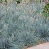 Blue Fescue Grass -Nature Grove Shop BLue Fescue Grass FGT 600x600 832cd788 6bd8 4a89 976f 7165df671401