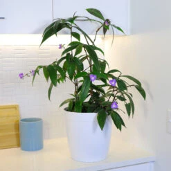 Weeping Blue Ginger Plant -Nature Grove Shop BLue Ginger 4 FGT