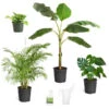Boho House Plant Kit -Nature Grove Shop BOho 600x600 c18f6f40 a706 4683 8d4d 6247365c24ef