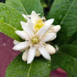 Buddha's Hand Citron -Nature Grove Shop BUddhas Hand Citrus 4