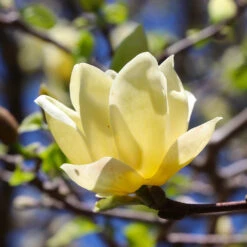 Magnolia 'Butterflies' Tree 9 Magnolia 'Butterflies' Tree -Nature Grove Shop BUtterflies Magnolia 3 FGT