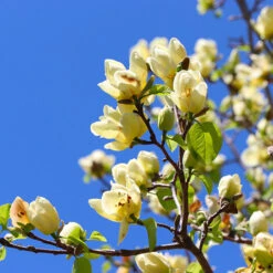 Magnolia 'Butterflies' Tree