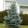 Baby Blue Spruce Tree -Nature Grove Shop Baby Blue FGT 600x600 2439e39e 705a 45b7 bb21 b65718217949