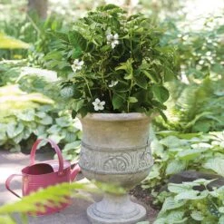 Bushel And Berry® Baby Cakes Blackberry® -Nature Grove Shop Baby Cakes Blackberry 1