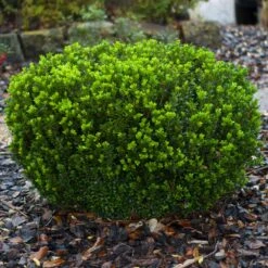 Baby Gem™ Boxwood Shrub -Nature Grove Shop Baby Gem 1