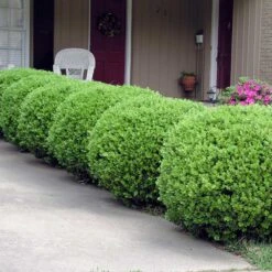 Baby Gem™ Boxwood Shrub -Nature Grove Shop Baby Gem 2