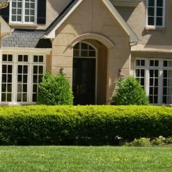 Baby Gem™ Boxwood Shrub -Nature Grove Shop Baby Gem 4