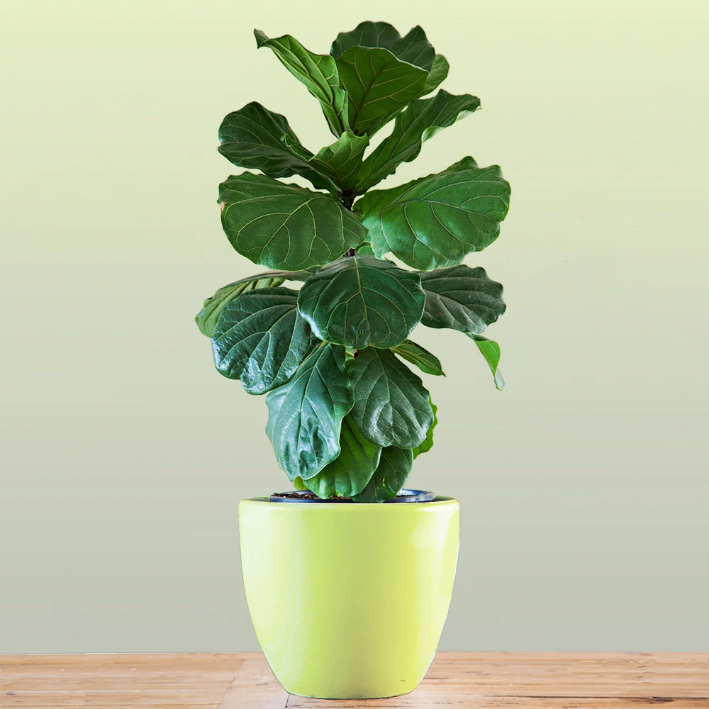 Bambino Fiddle Leaf Fig 5 Bambino Fiddle Leaf Fig - Image 3