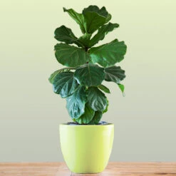 New Apartment House Plant Kit -Nature Grove Shop Bambino FIddleLeafFIg 1 FGT bd3dd921 c687 4854 8196 8b43f064984d