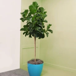 Bambino Fiddle Leaf Fig 11 Bambino Fiddle Leaf Fig -Nature Grove Shop Bambino FIddleLeafFIg 6