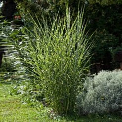 Miscanthus Bandwidth (Chinese Silver Grass) -Nature Grove Shop Bandwidth Maiden Grass 1