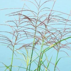 Miscanthus Bandwidth (Chinese Silver Grass) -Nature Grove Shop Bandwidth Maiden Grass 2