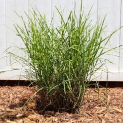 Miscanthus Bandwidth (Chinese Silver Grass) -Nature Grove Shop Bandwidth Maiden Grass 4