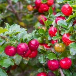 Barbados 'Acerola' Cherry 9 Barbados 'Acerola' Cherry -Nature Grove Shop Barbadoes Cherry 2 FGT