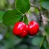 Barbados 'Acerola' Cherry -Nature Grove Shop Barbadoes Cherry FGT 600x600 cf76202b 85ef 4c40 a429 78fce9170ef6