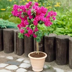 Barbara Karst Bougainvillea 16 Barbara Karst Bougainvillea -Nature Grove Shop Barbera Karst Bougainvillea 2 FGT d3e6d740 b572 4723 a5c8 00a17a4aa767
