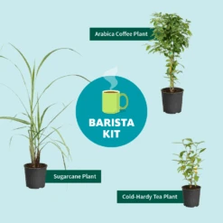 Sugar Cane -Nature Grove Shop Barista Kit Graphic f298d41d 128a 4dc2 a461 78b7808929c2