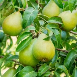 5-in-1 Pear Surprise Tree -Nature Grove Shop Bartlett Pear 3 BB