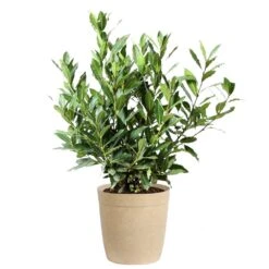 Bay Laurel -Nature Grove Shop Bay Laurel 3G Delilah Tan pot