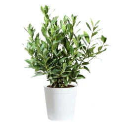 Bay Laurel -Nature Grove Shop Bay Laurel 3G Delilah White pot