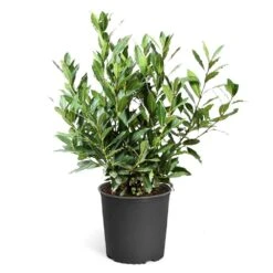 Bay Laurel -Nature Grove Shop Bay Laurel 3G standard pot