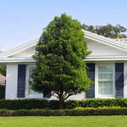 Bay Laurel - USDA Organic -Nature Grove Shop Bay Laurel Shrub FGT 4