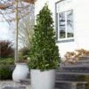 Bay Laurel Tree -Nature Grove Shop Bay Laurel Tree Saratoga 2 600x600 af3ff32b 465d 4a2e a124 03484c3fdd39