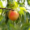 Belle Of Georgia Peach Tree (USDA Organic) -Nature Grove Shop Belle of Georgia 600x600 45f29838 b04b 4d42 a727 f87c911c882b