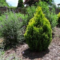 Berckman's Gold Arborvitae -Nature Grove Shop Berckmans Arborvitae 1 FGT