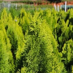 Berckman's Gold Arborvitae -Nature Grove Shop Berckmans Arborvitae 8