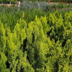 Berckman's Gold Arborvitae -Nature Grove Shop Berckmans Arborvitae 9