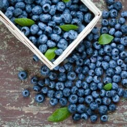 Biloxi Blueberry Bush -Nature Grove Shop Biloxi Blueberry 1