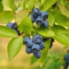 Biloxi Blueberry Bush -Nature Grove Shop Biloxi Blueberry 600x600 9b2d6c1b b8be 4f97 beef aefdfd737345