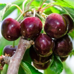 Cherry Pollinator Pack -Nature Grove Shop Bing Cherry Tree 2 BB