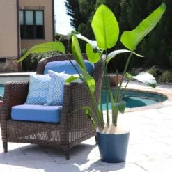 Bird Of Paradise - Orange -Nature Grove Shop Bird of Paradise 5 FGT