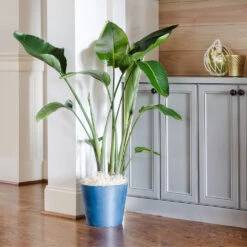 Bird Of Paradise - Orange -Nature Grove Shop Bird of Paradise 9